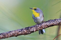 Olive-capped Warbler